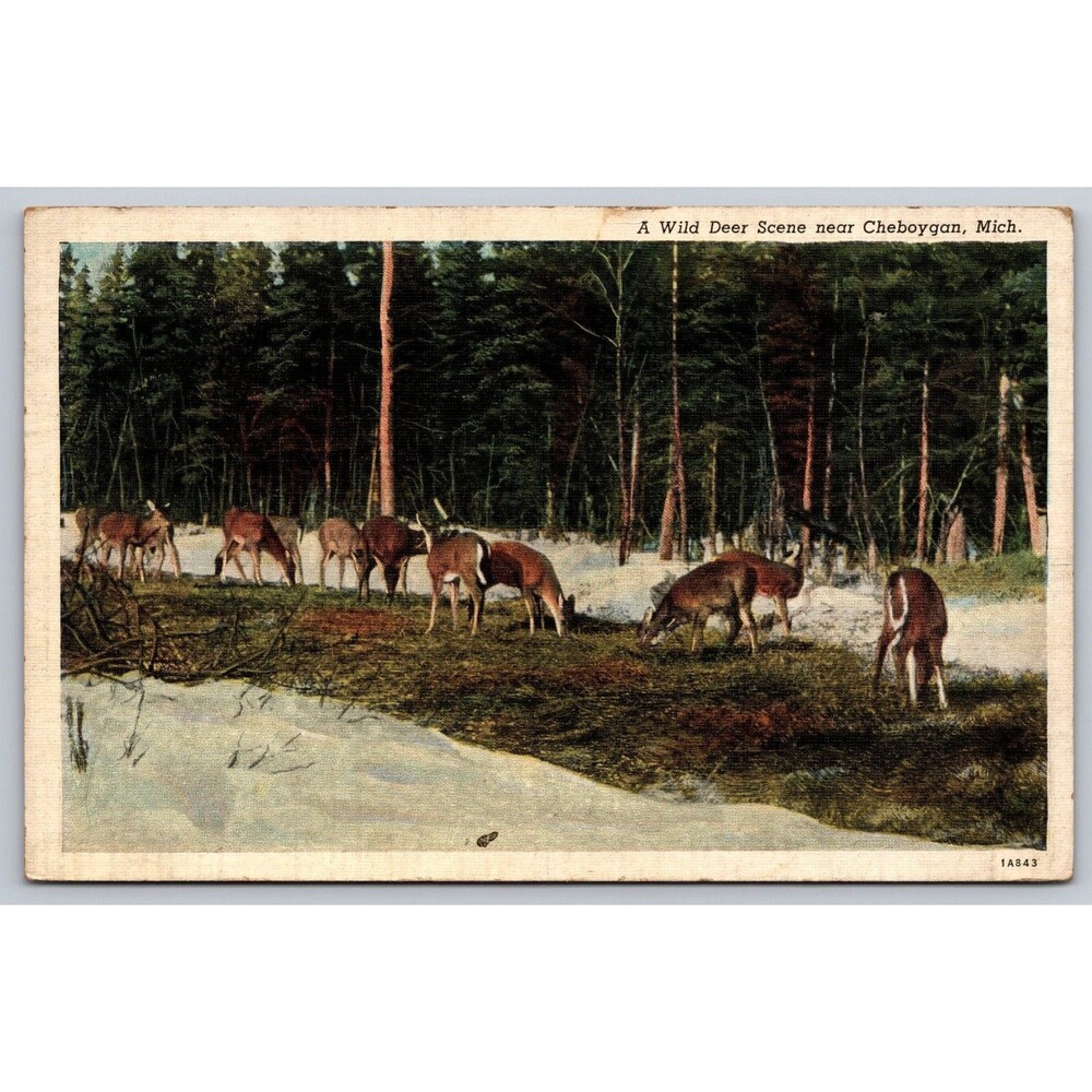 1939 Linen Postcard A Wild Deer Scene Near Cheboygan Michigan St Ignace Postmark